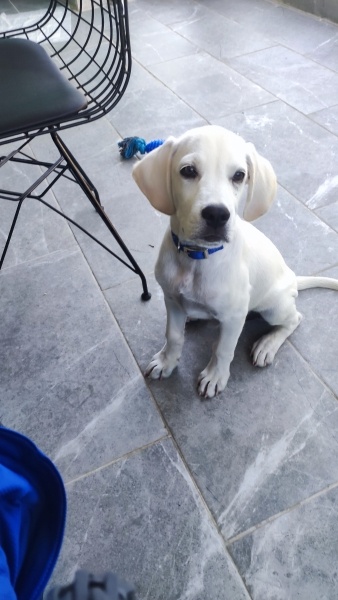 Labrador Retriever, Köpek  Bodhi fotoğrafı