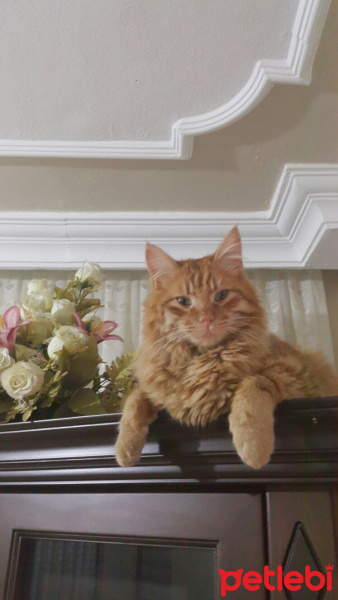 Tekir Kedi, Kedi  Ruzgar fotoğrafı