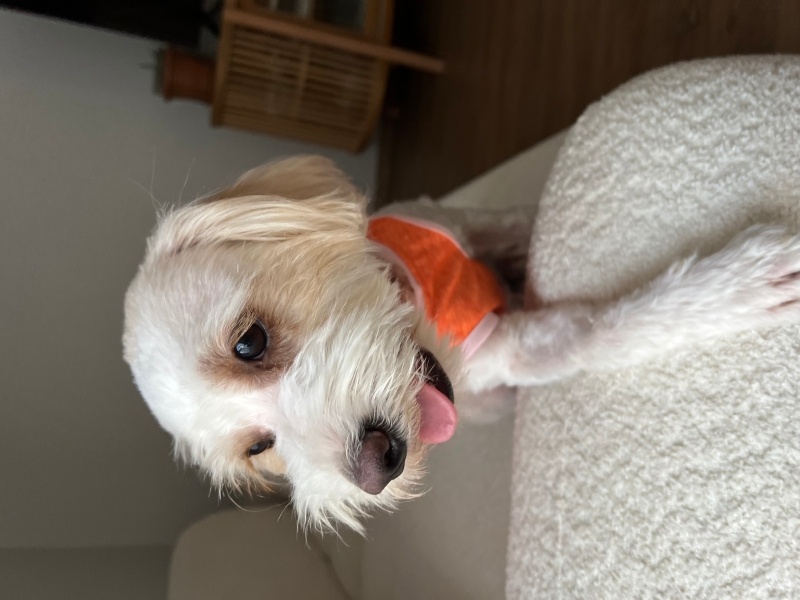 Maltese, Köpek  İsimsiz fotoğrafı