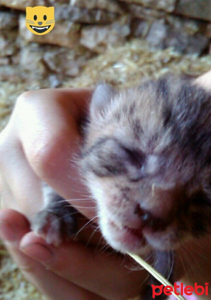 Tekir Kedi, Kedi  minnoş  fotoğrafı