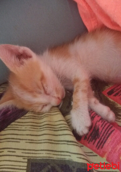 Tekir Kedi, Kedi  minnoş  fotoğrafı