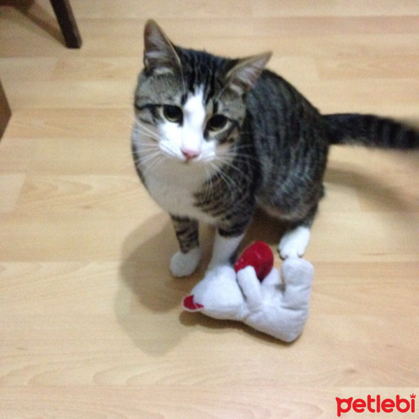 Ocicat, Kedi  Kartal fotoğrafı