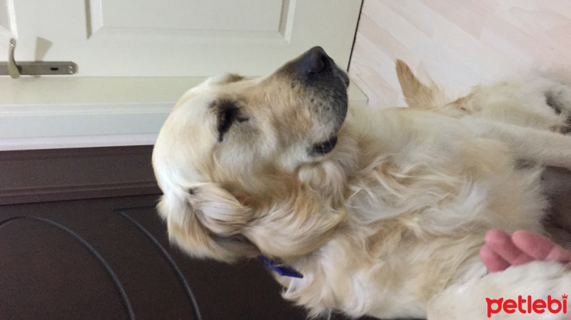 Golden Retriever, Köpek  Asil fotoğrafı