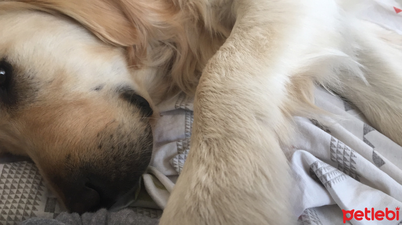 Golden Retriever, Köpek  Asil fotoğrafı
