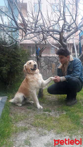 Golden Retriever, Köpek  Asil fotoğrafı