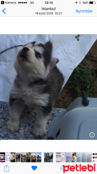 Sibirya Kurdu (Husky), Köpek  paşha fotoğrafı