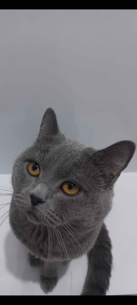 British Shorthair, Kedi  Rico fotoğrafı