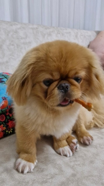 Pekingese, Köpek  Leo fotoğrafı
