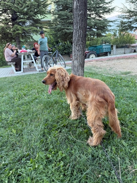 İngiliz Cocker Spaniel, Köpek  Efe fotoğrafı