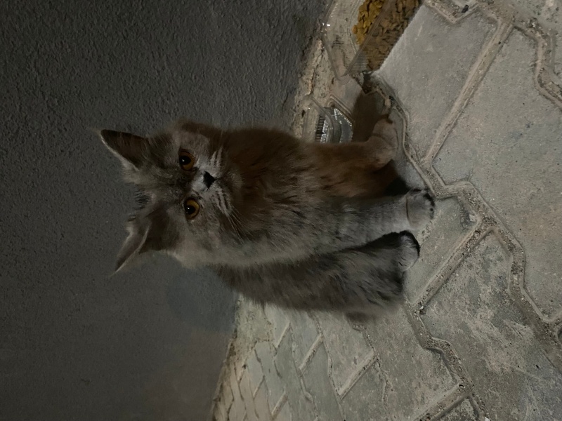 British Longhair, Kedi  miya fotoğrafı