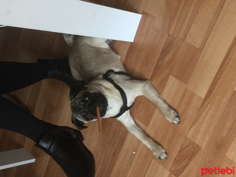 Pug, Köpek  RIFKI fotoğrafı