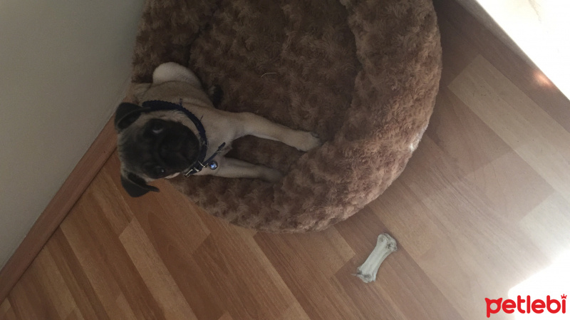 Pug, Köpek  RIFKI fotoğrafı