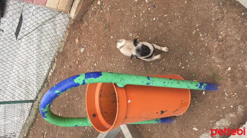 Pug, Köpek  RIFKI fotoğrafı