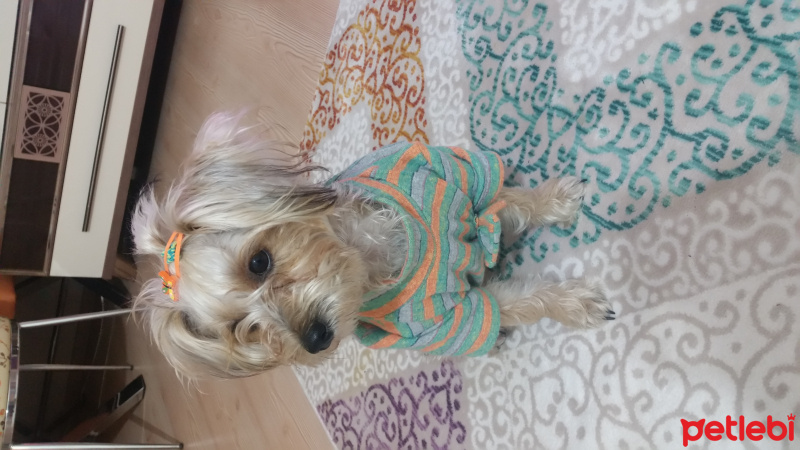 Maltese, Köpek  Lusy fotoğrafı
