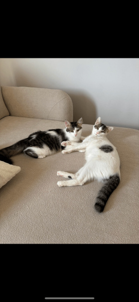 Tekir Kedi, Kedi  Tarçın ve köpük fotoğrafı