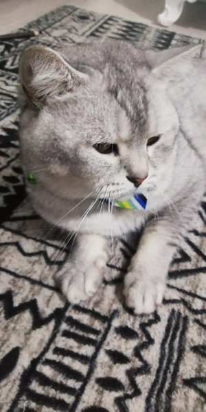 British Shorthair, Kedi  Duman fotoğrafı