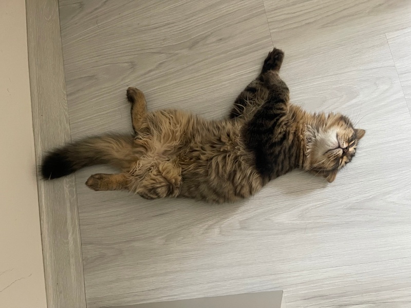 Kashmir , Kedi  Çakır fotoğrafı