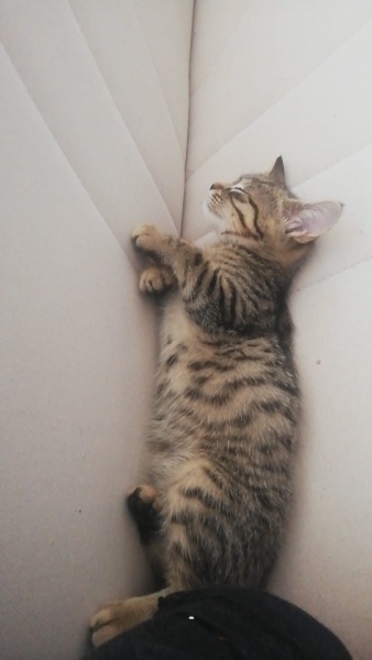 Tekir Kedi, Kedi  Küçük fotoğrafı