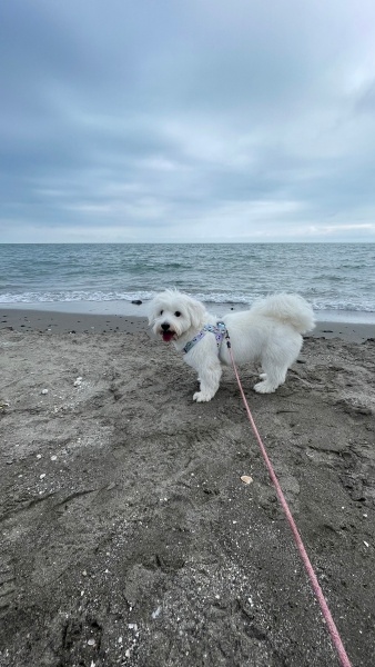 Maltese, Köpek  Pera fotoğrafı
