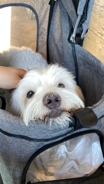 Maltese, Köpek  Pera fotoğrafı