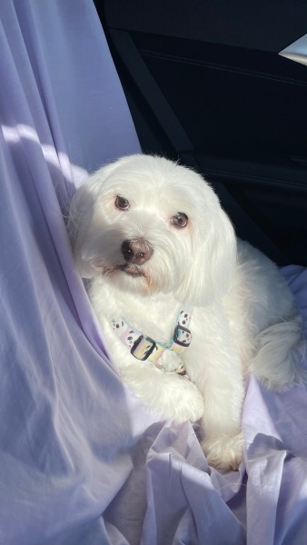 Maltese, Köpek  Pera fotoğrafı