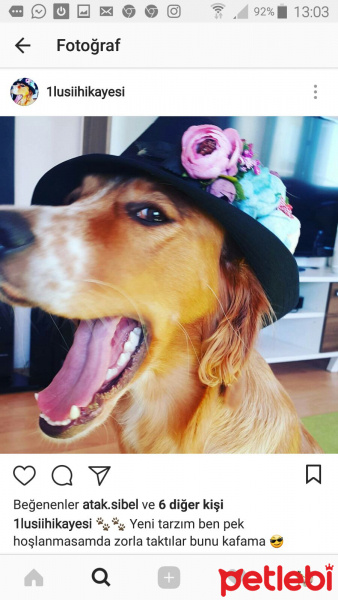 Golden Retriever, Köpek  lusi fotoğrafı