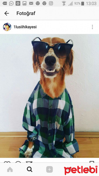Golden Retriever, Köpek  lusi fotoğrafı
