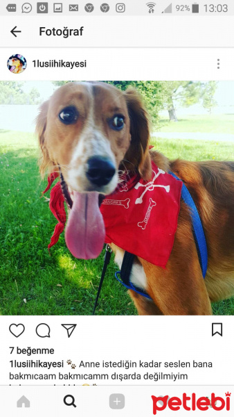 Golden Retriever, Köpek  lusi fotoğrafı