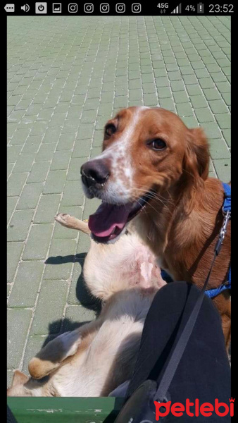 Golden Retriever, Köpek  lusi fotoğrafı
