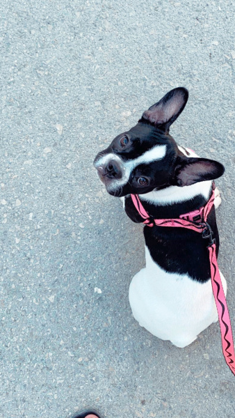 Fransız Bulldog, Köpek  HERA fotoğrafı