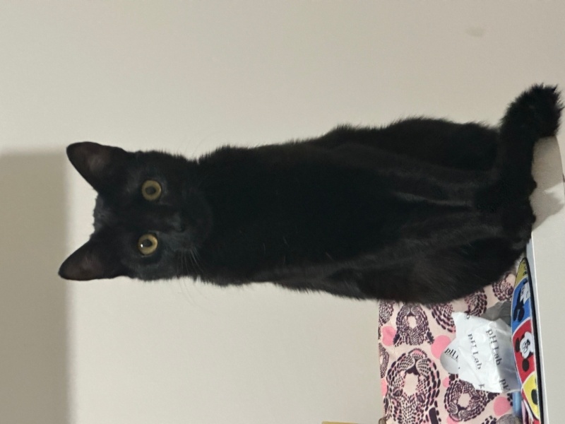 Bombay, Kedi  Turşu fotoğrafı