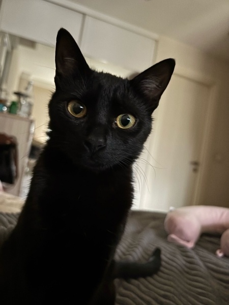 Bombay, Kedi  Turşu fotoğrafı