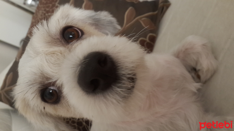 Tibet Terrieri, Köpek  Tarçın  fotoğrafı