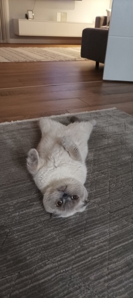 Scottish Fold, Kedi  Mia fotoğrafı
