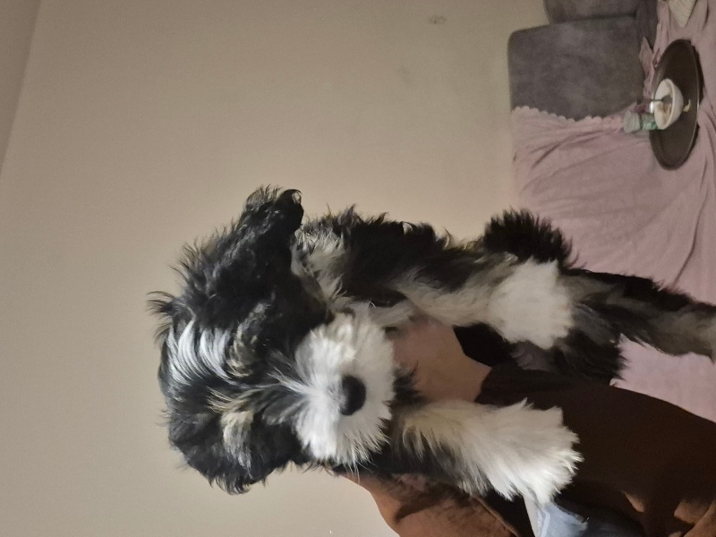 Maltese, Köpek  Paşa fotoğrafı