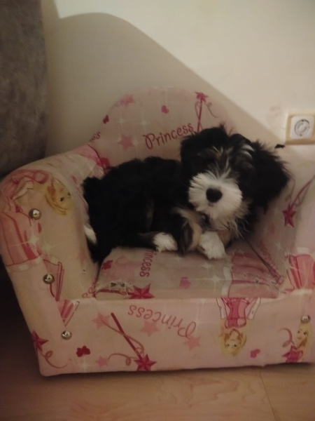 Maltese, Köpek  Paşa fotoğrafı