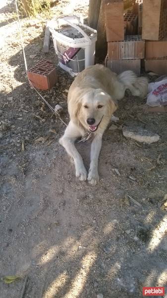 Golden Retriever, Köpek  Hera fotoğrafı