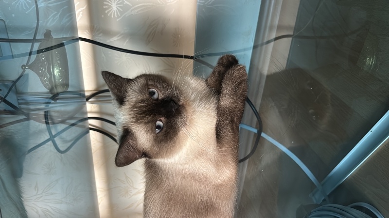 British Longhair, Kedi  Mis ve Süslü fotoğrafı