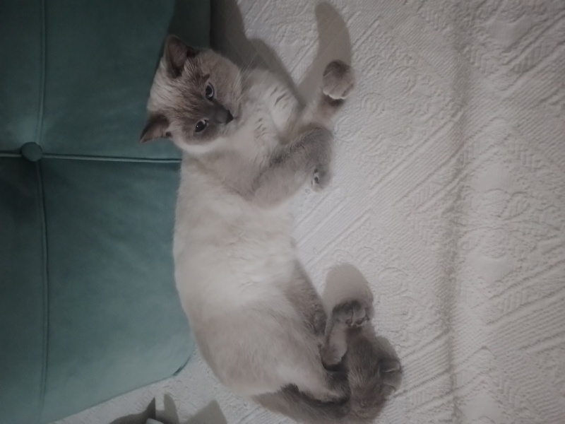British Shorthair, Kedi  Çirkin fotoğrafı