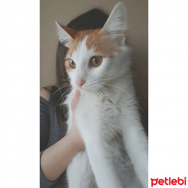 Tekir Kedi, Kedi  Vanilya fotoğrafı