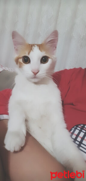 Tekir Kedi, Kedi  Vanilya fotoğrafı