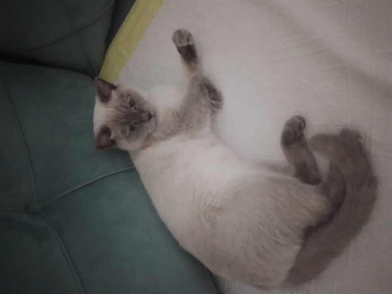 British Shorthair, Kedi  Çirkin fotoğrafı
