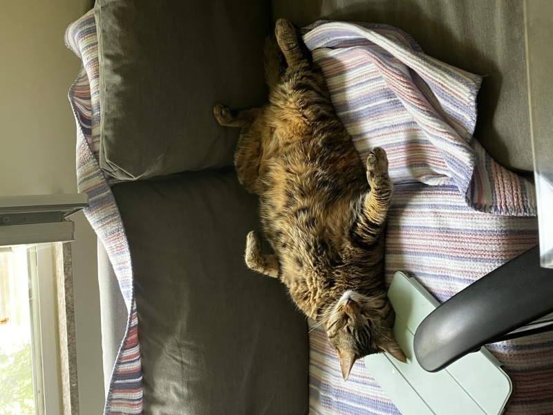 Tekir Kedi, Kedi  Suki fotoğrafı