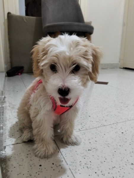 Maltese, Köpek  Lumi fotoğrafı