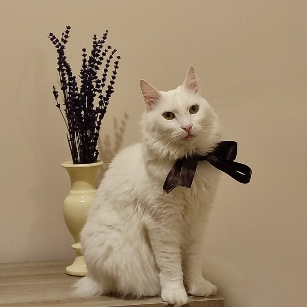 Ankara Kedisi, Kedi  Maya fotoğrafı