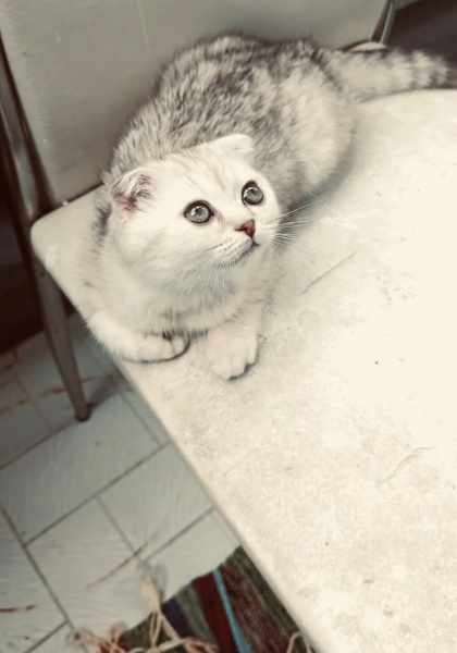Scottish Fold, Kedi  Turşu fotoğrafı