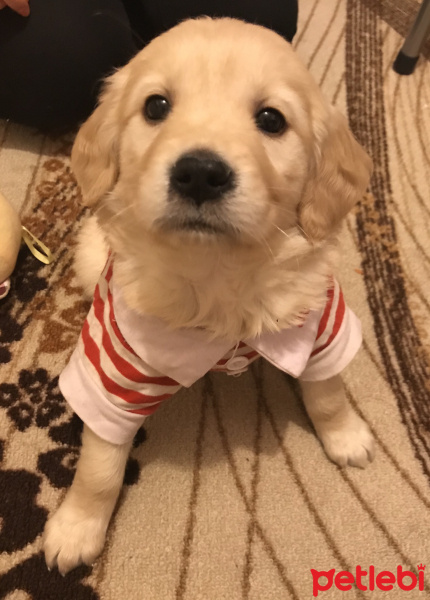 Golden Retriever, Köpek  luna fotoğrafı