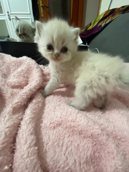 British Longhair, Kedi  Sevimli yavrular fotoğrafı