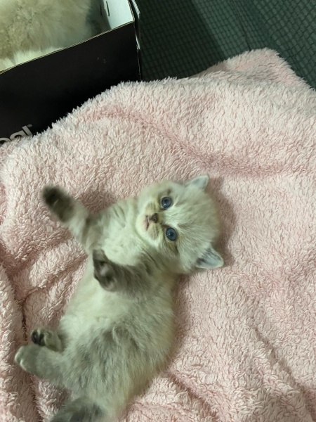 British Longhair, Kedi  Sevimli yavrular fotoğrafı