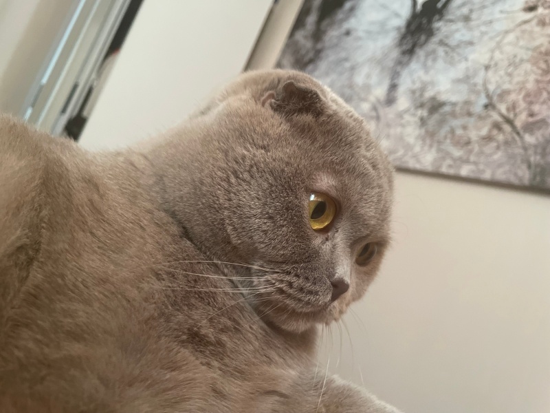 Scottish Fold, Kedi  Mavi fotoğrafı